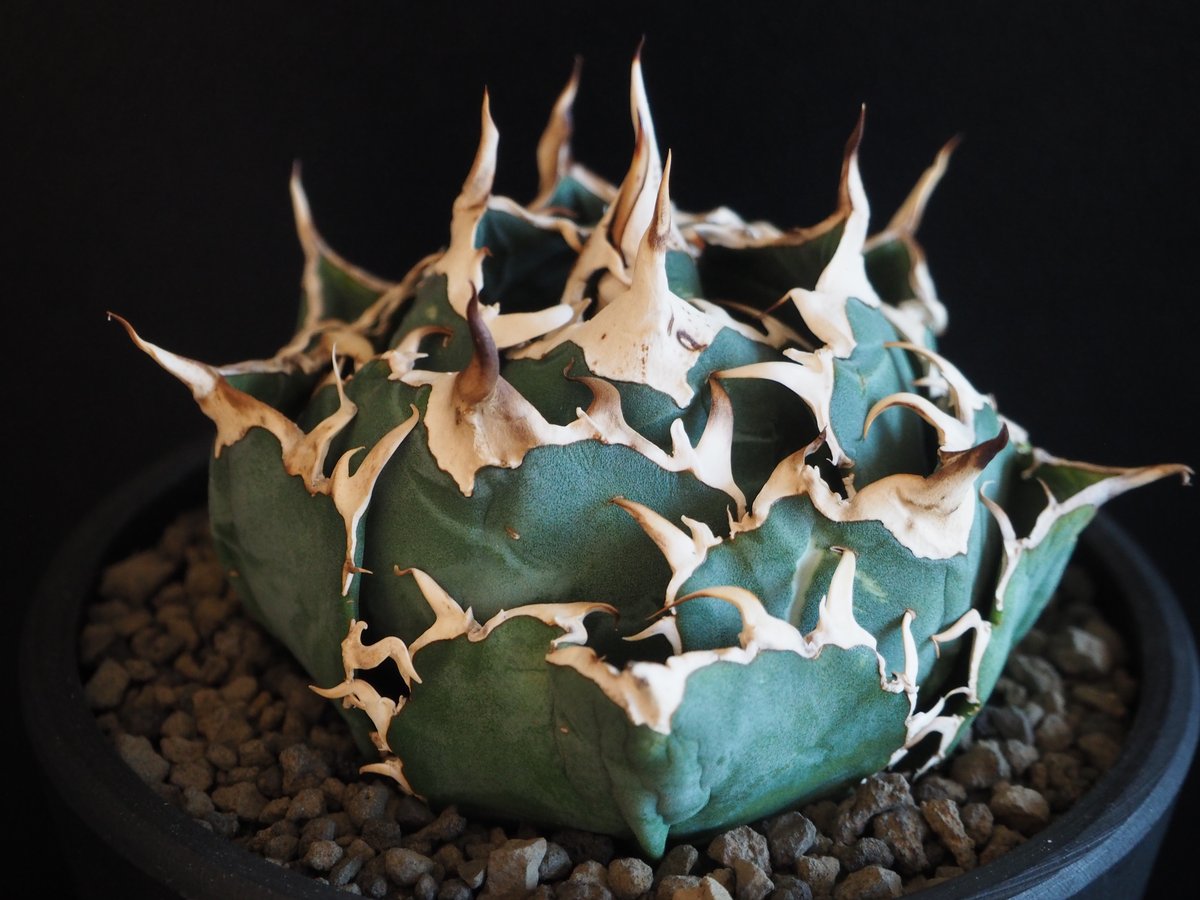 アガベ・チタノタ白鯨（ボールタイプ）中-070｜agave titanota white wh