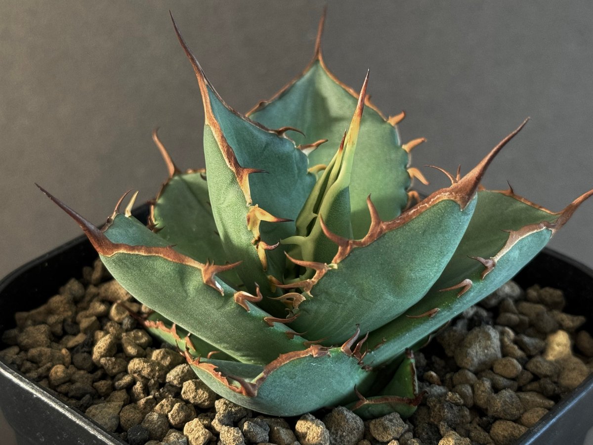 アガベ オテロイFo076 ノーネーム 白刺 チタノタ アガベ チタノタ FO-076