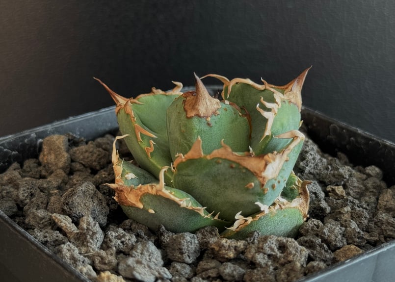 蚩尤 疣猪 確認用 アガベ チタノタ 【公式通販】