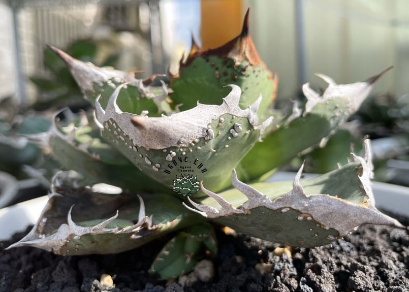 アガベ・チタノタ 麻花龍-001｜agave Twist Dragon/Ma Hua Long