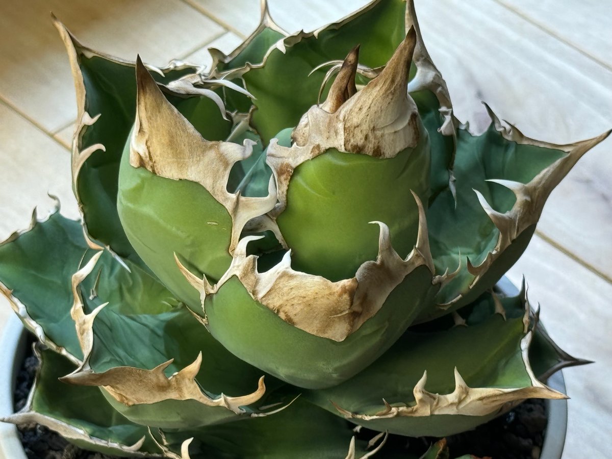 アガベ チタノタ 白犀牛 極上血統 中株 【公式通販】