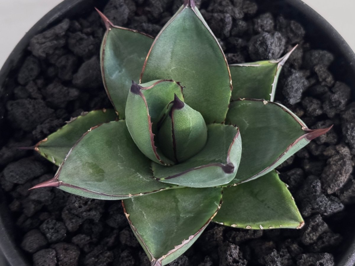 アガベ・笹の雪×イシスメンシス ハイブリッド（芽）-005｜ agave