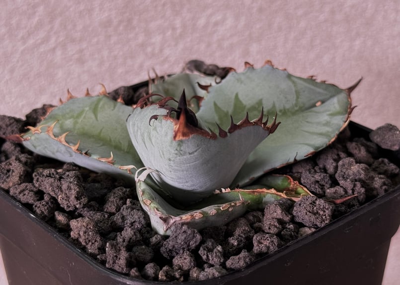 アガベ チタノタ ビースト アガベ チタノタ ビースト 子株 | Agave