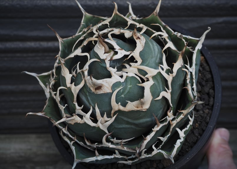 アガベ・チタノタ白鯨（ボールタイプ）大-037｜agave titanota white wh