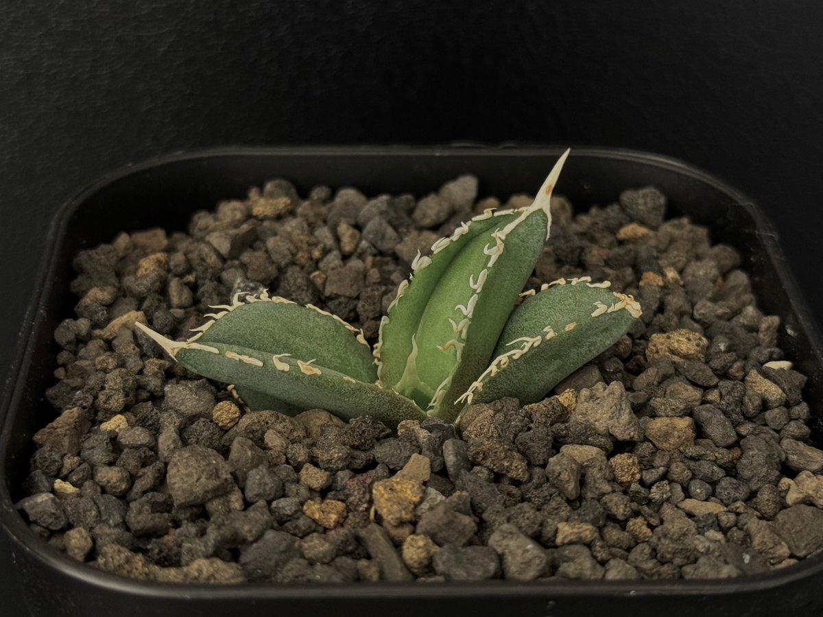 アガベ・チタノタ 白毫刺（芽）-007｜agave titanota | Plus_Plant
