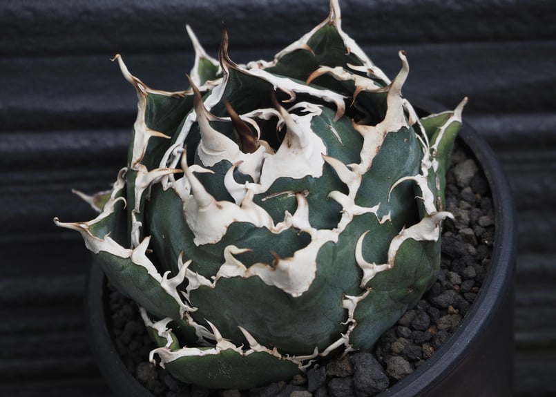 アガベ・チタノタ白鯨（ボールタイプ）中-059｜agave titanota white wh