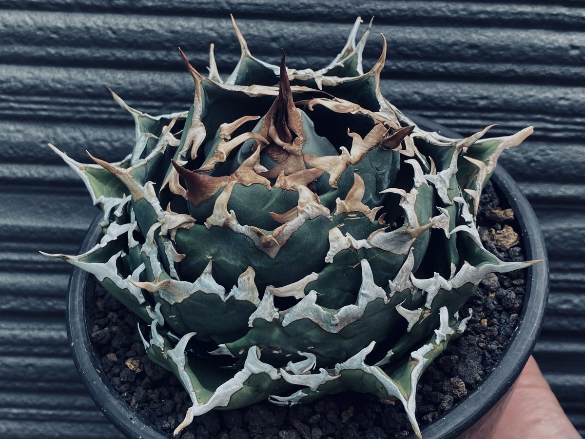 アガベ チタノタ 白犀牛 極上血統 中株 【公式通販】