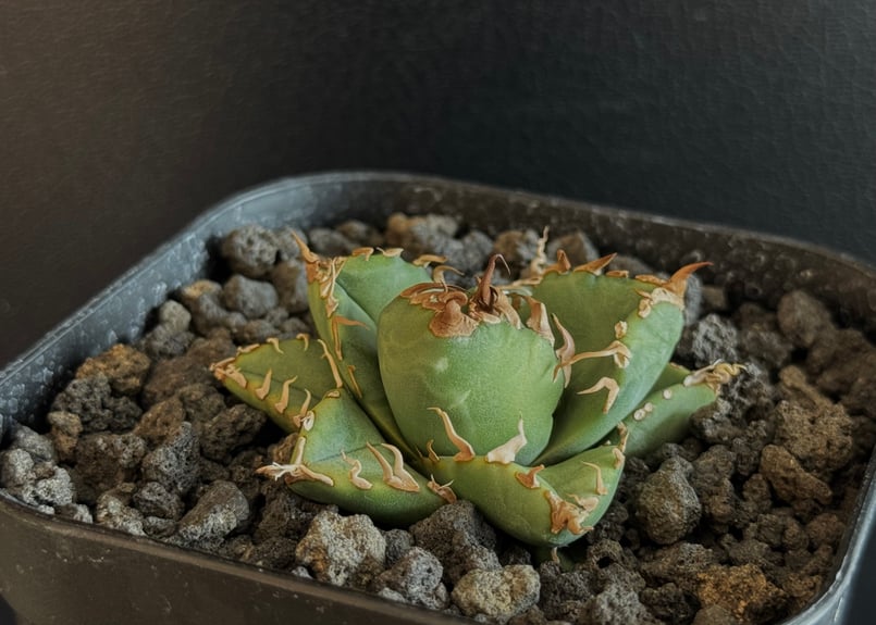 アガベ・チタノタ 魔丸（芽）-037｜agave titanota imps | Plus_P