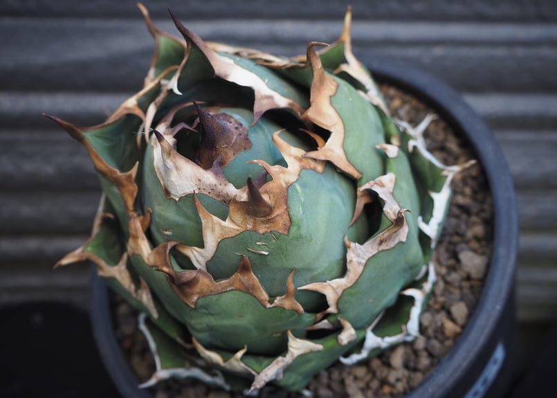 アガベ・チタノタ 姫厳竜（ボールタイプ）中-090｜agave titanota