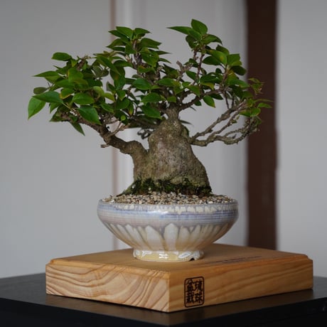 CATEGORY 杉山悠 植木鉢作品 笠間焼 | 陶賊 -TOUZOKU- bonsai &