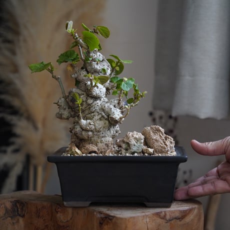 ガジュマル | STORES