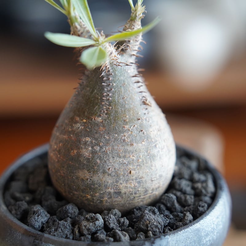 ytyf 鉢 【公式通販】