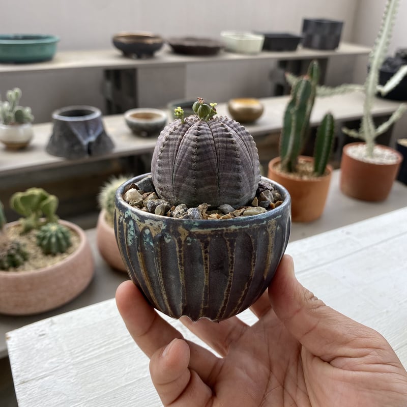 ユーフォルビア オベサ S［雌株］タネ付 × 森田昌求 作「CLAW」2.5号