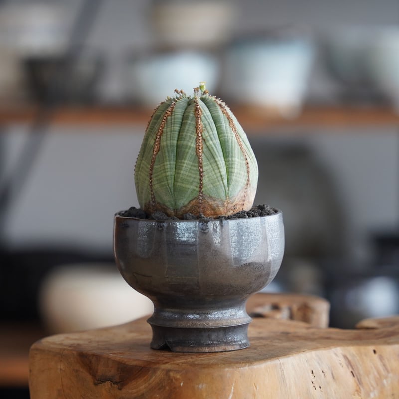 ユーフォルビア オベサ 木質化 φ7.5cm〈オス〉 × naka. 作「BLACK × BL