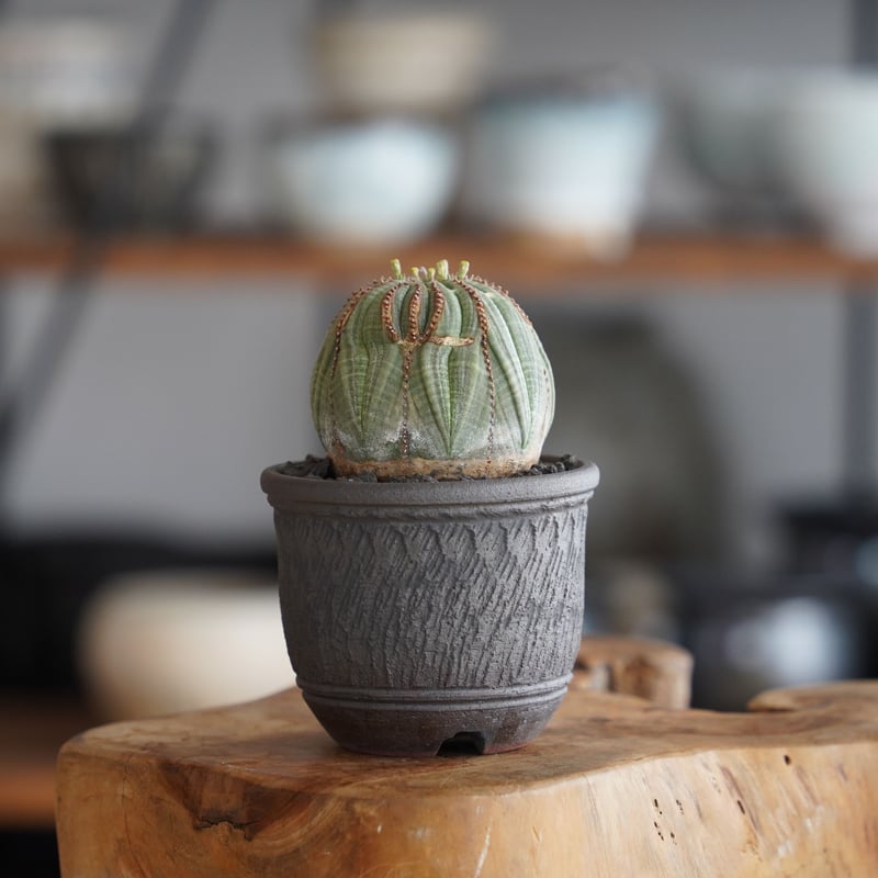 ユーフォルビア オベサ モンスト φ7cm〈オス〉 × 與那嶺大輔 作「琉球