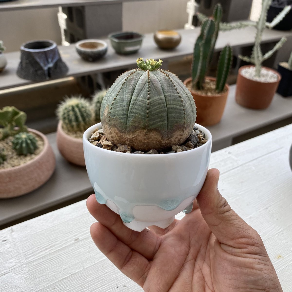 ユーフォルビア オベサ 木質化 M ［雄株］ × 小林哲也 作「 雫 」2.5号