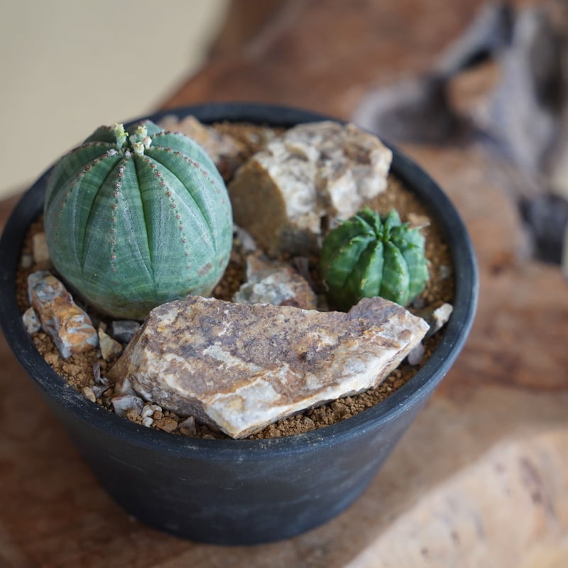 HABITAT STYLE / ユーフォルビア オベサ&バリダ［No.45］ | 陶賊 -TO