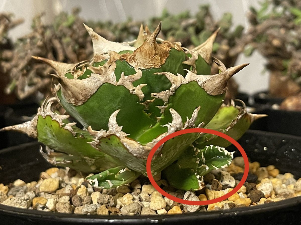 アガベ チタノタ agave titanota ″大白鯊″ 子株 | BLACK PLANTS