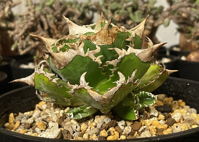 アガベ チタノタ agave titanota ″大白鯊″ 子株 | BLACK PLANTS