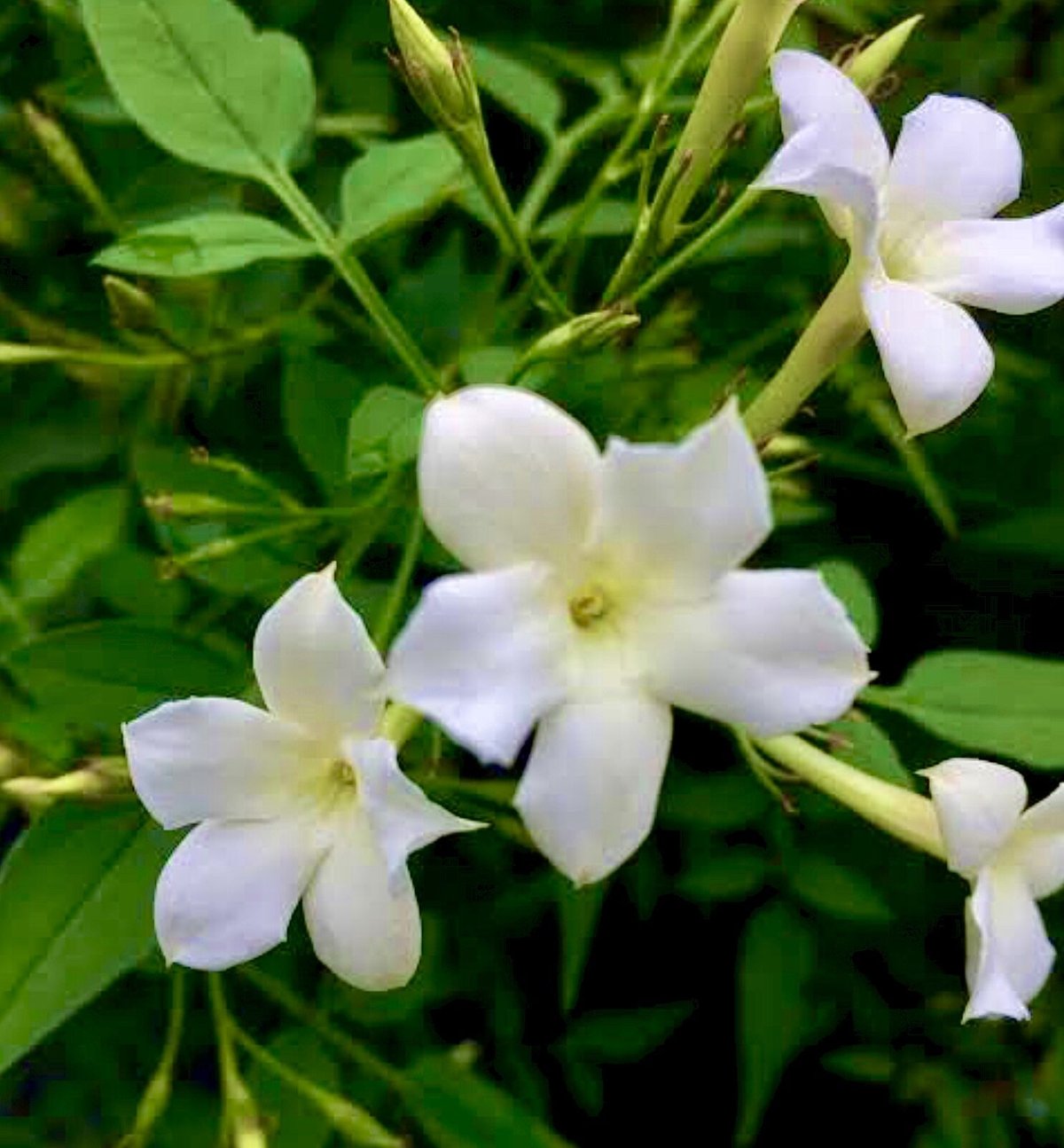 有機ジャスミングランディフローラムアブソリュート3ml | Earthshare Aroma