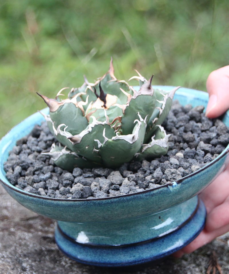 valiem bitter 植木鉢 鉢 Lサイズ valiem 鉢 VALIEM bitter サイズS