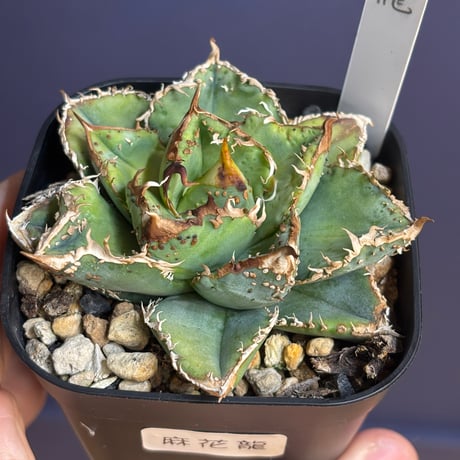 アガベ 金蟾王【希少】 麻花 麻花龍 タイムSALE アガベ 麻花龍 麻花龍