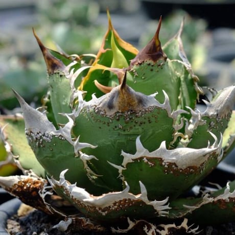 アガベ星空 | STORES