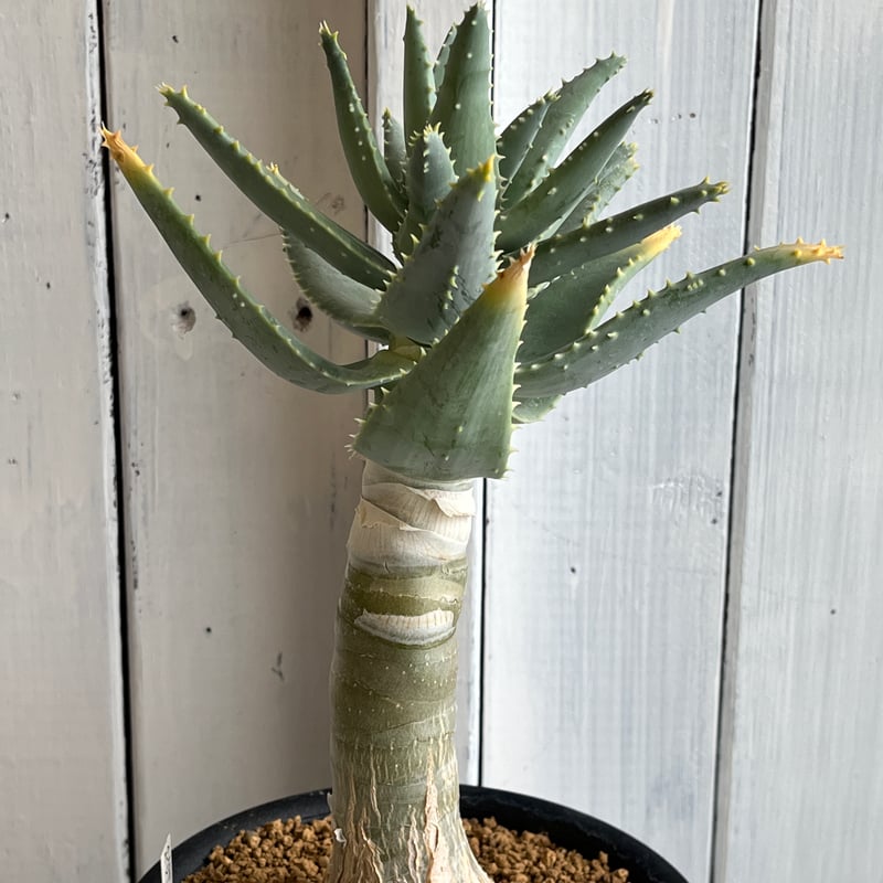 アロエ ピランシー | Hanayoshi