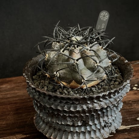 グリセオビオラセア | STORES