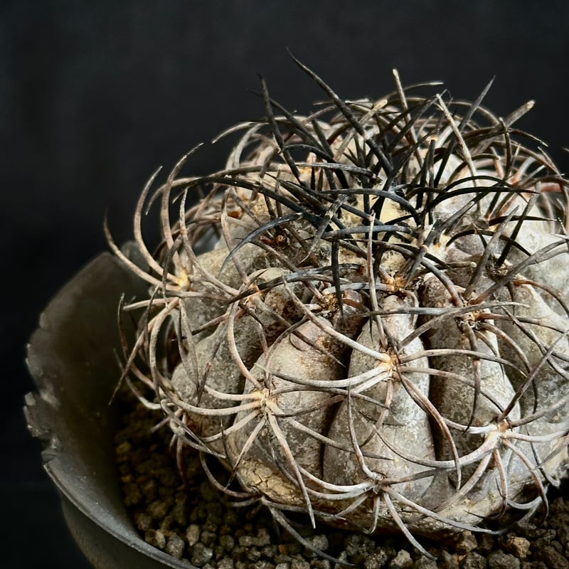 コレクター品】コピアポア グリセオビオラセア 栗星玉 現地球カキコ 発