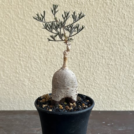 モンタグナッキー | STORES