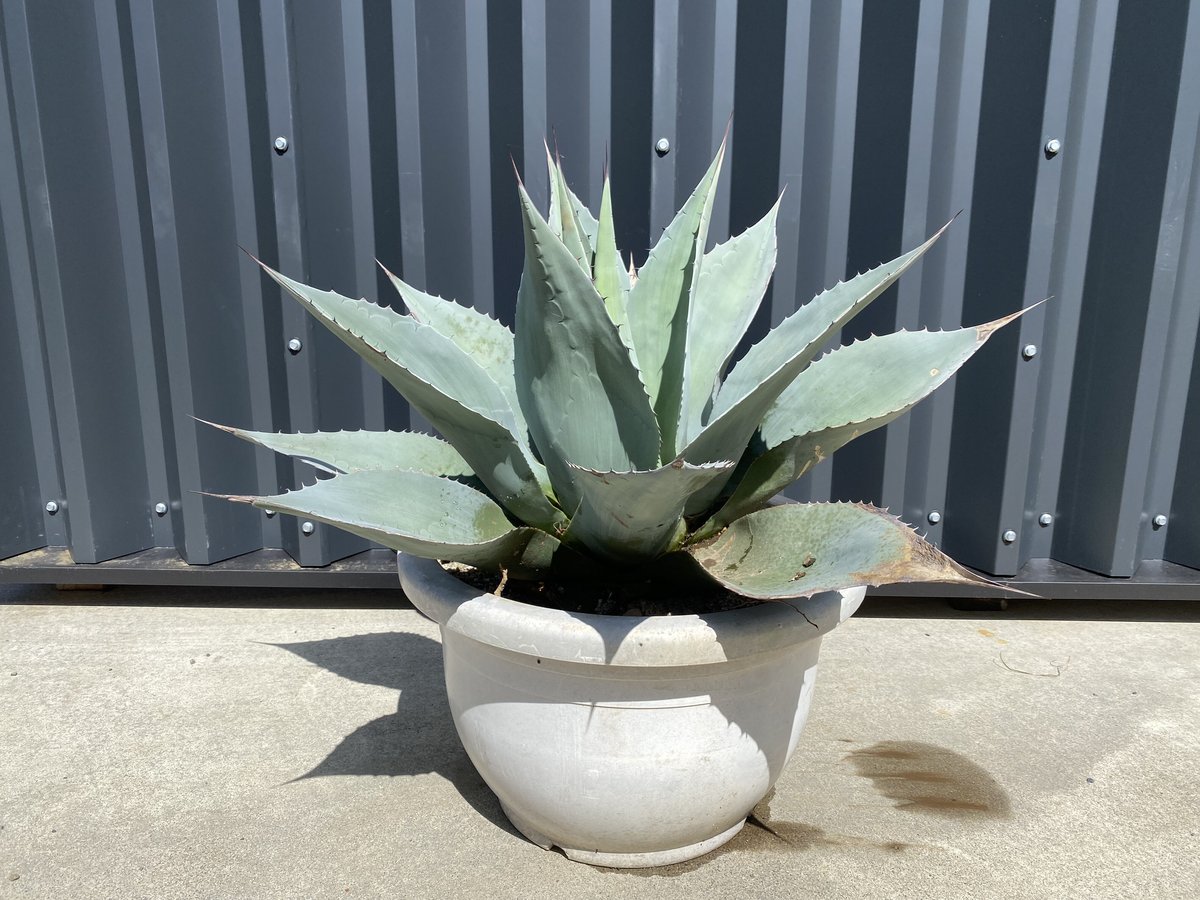 Agave ovatifolia】アガベ・オバティフォリア | ACE GARAGE 8 -