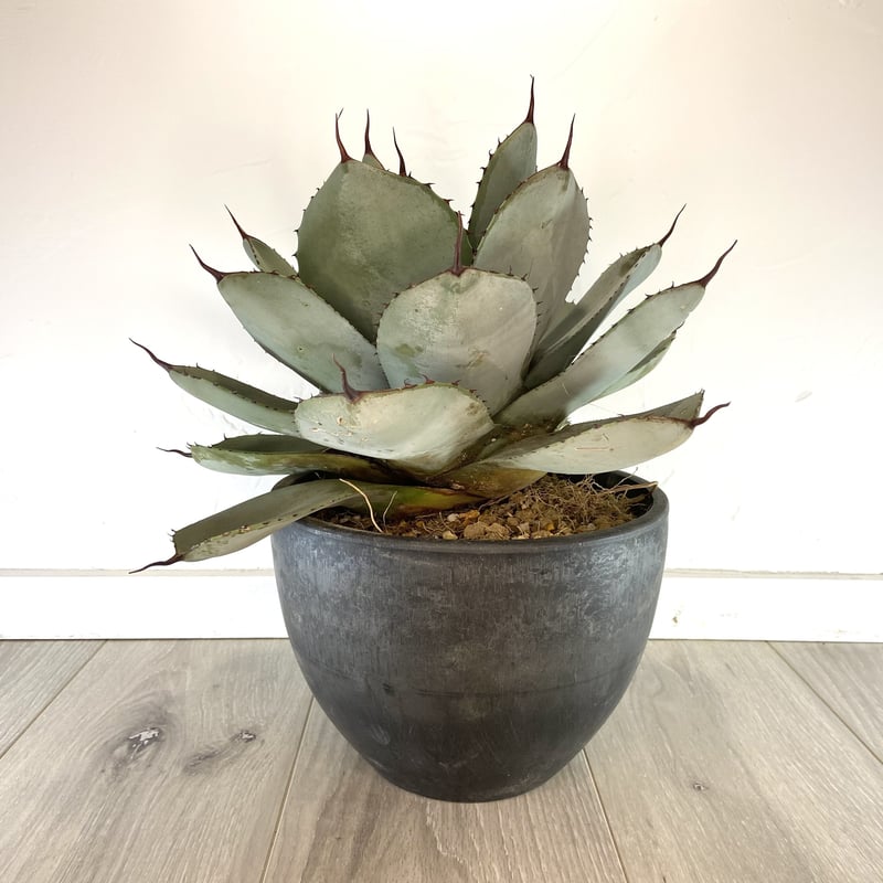 Agave parryi var. truncata】アガベパリートランカータ | ACE