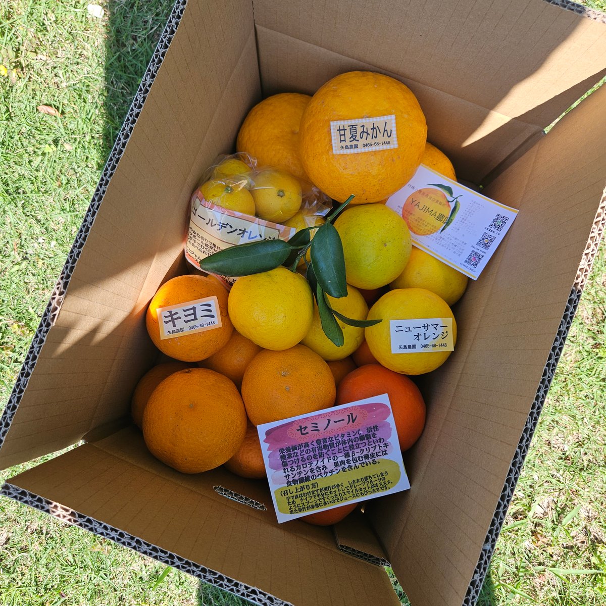 5月上旬の季節の柑橘詰合せ♡5キロ | 柑橘直送 YAJIMA農園
