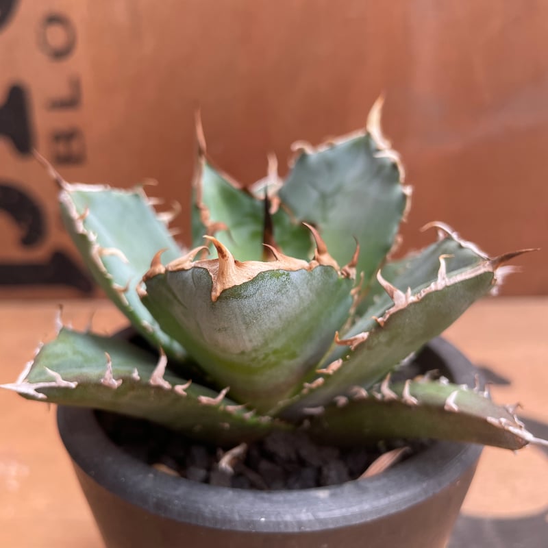 No.002 アガベ チタノタ “白鯨” / Agave Titanota White Wha