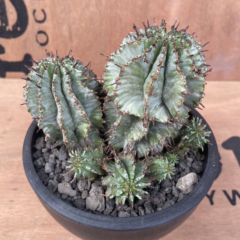 No.022 ユーフォルビア ホリダ / Euphorbia Horrida 群生株 Φ13