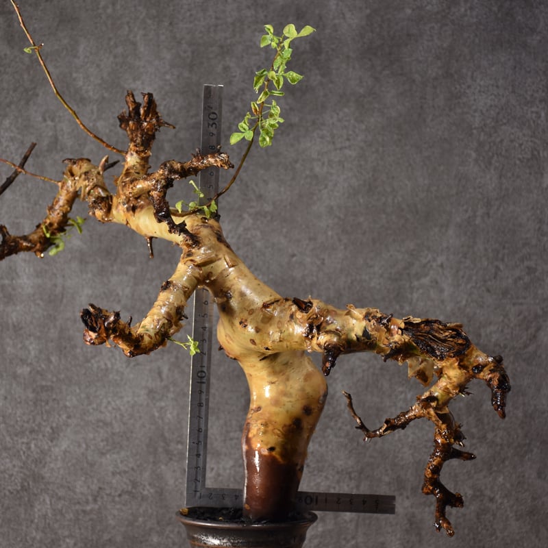 Commiphora kataf pure コミフォラ ピュアカタフ 発根済現地株 2 ソマリ
