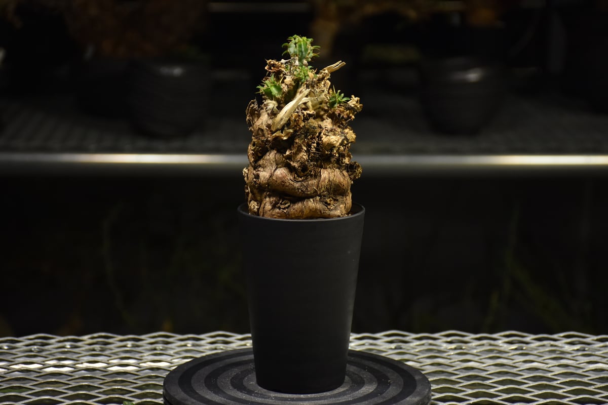 ユーフォルビア ムランジーナ 発根済 ムランジーナ発根済みです