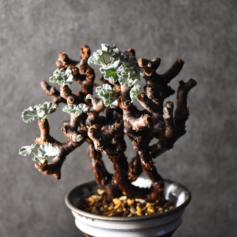 Pelargonium mirabile ペラルゴニウム ミラビレ 発根済現地株 #1 | B