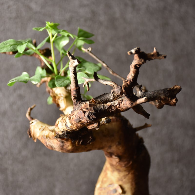 Commiphora kataf pure コミフォラ ピュアカタフ 発根済現地株 4 ソマリ
