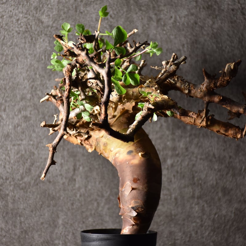 Commiphora kataf pure コミフォラ ピュアカタフ 発根済現地株 3 ソマリ