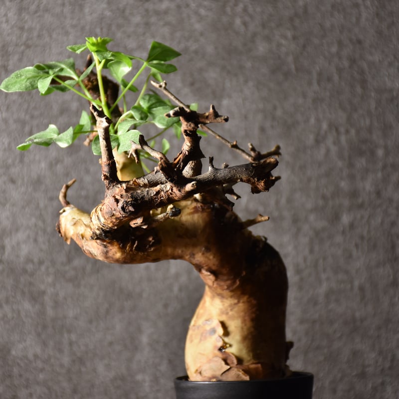 Commiphora kataf pure コミフォラ ピュアカタフ 発根済現地株 4 ソマリ