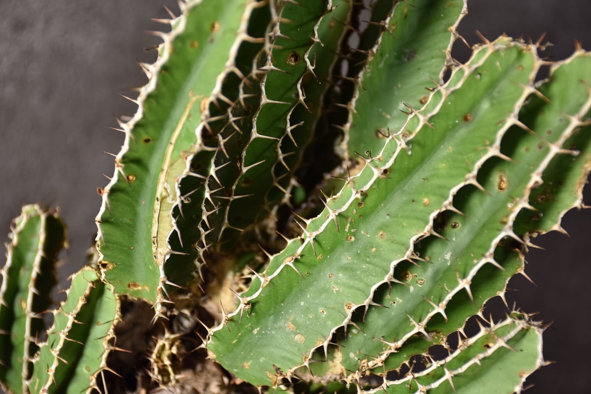 Euphorbia mlanjeana ユーフォルビア ムランジーナ 発根済現地株 #8 |