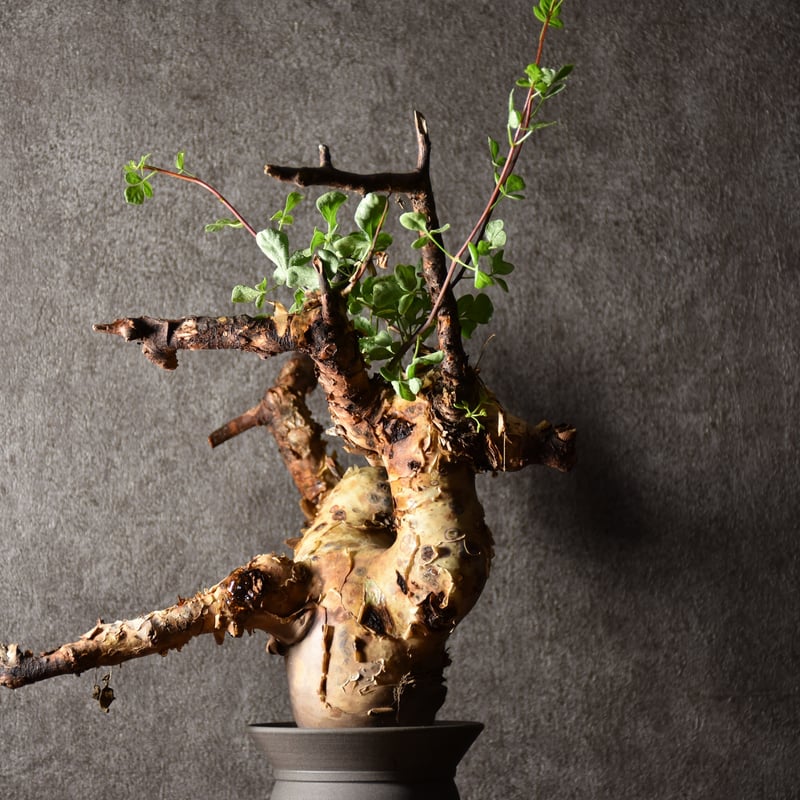 Commiphora kataf pure コミフォラ ピュアカタフ 発根済現地株 1 ソマリ