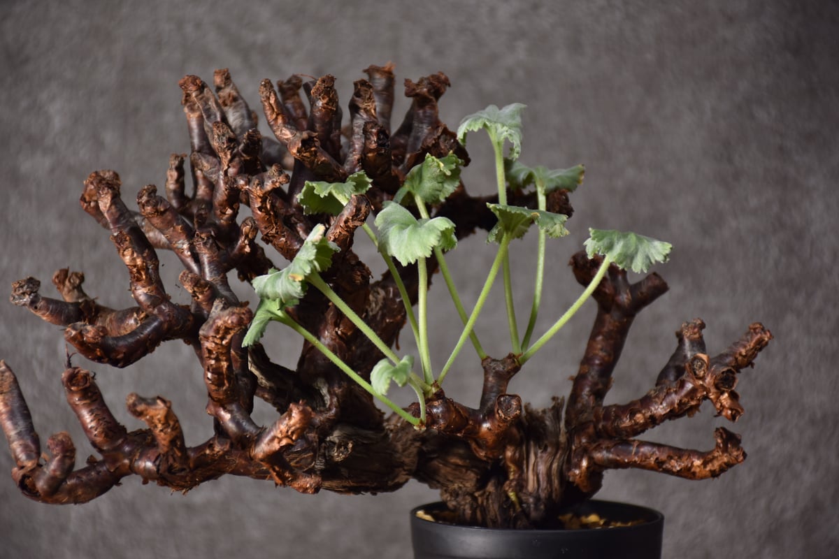 Pelargonium mirabile ペラルゴニウム ミラビレ 発根済現地株 #2 | B