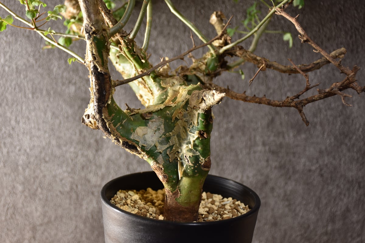 Commiphora campestris var. campestris コミフォラ カンペ