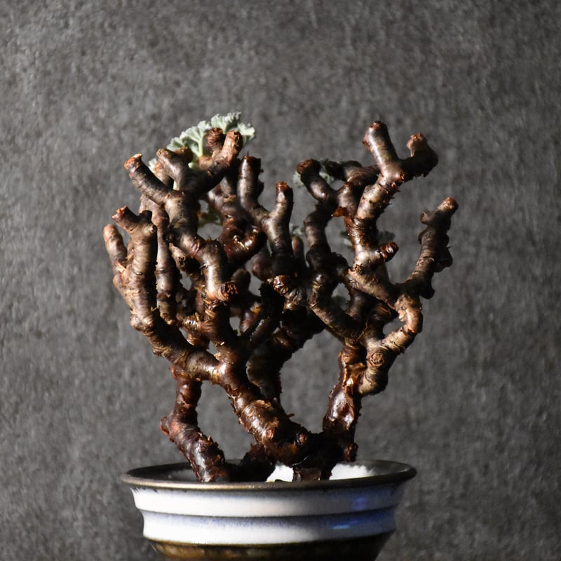 Pelargonium mirabile ペラルゴニウム ミラビレ 発根済現地株 #1 | B