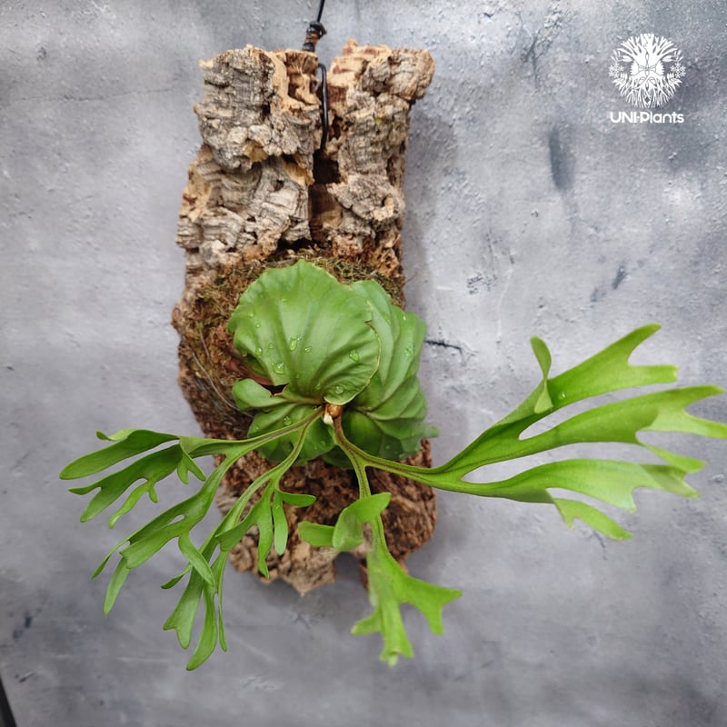 タイ直輸入・現地選抜】ビカクシダ リドレイ パカラン｜希少種