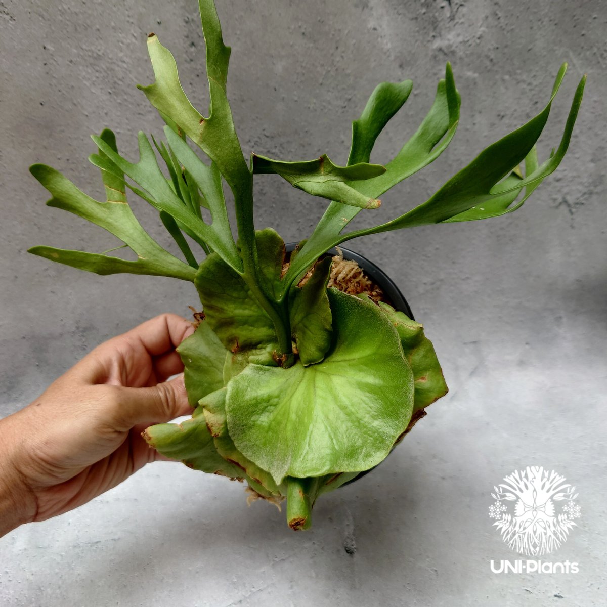 ビカクシダ キッチャクード シンリーフ Platycerium Kitshakood thin