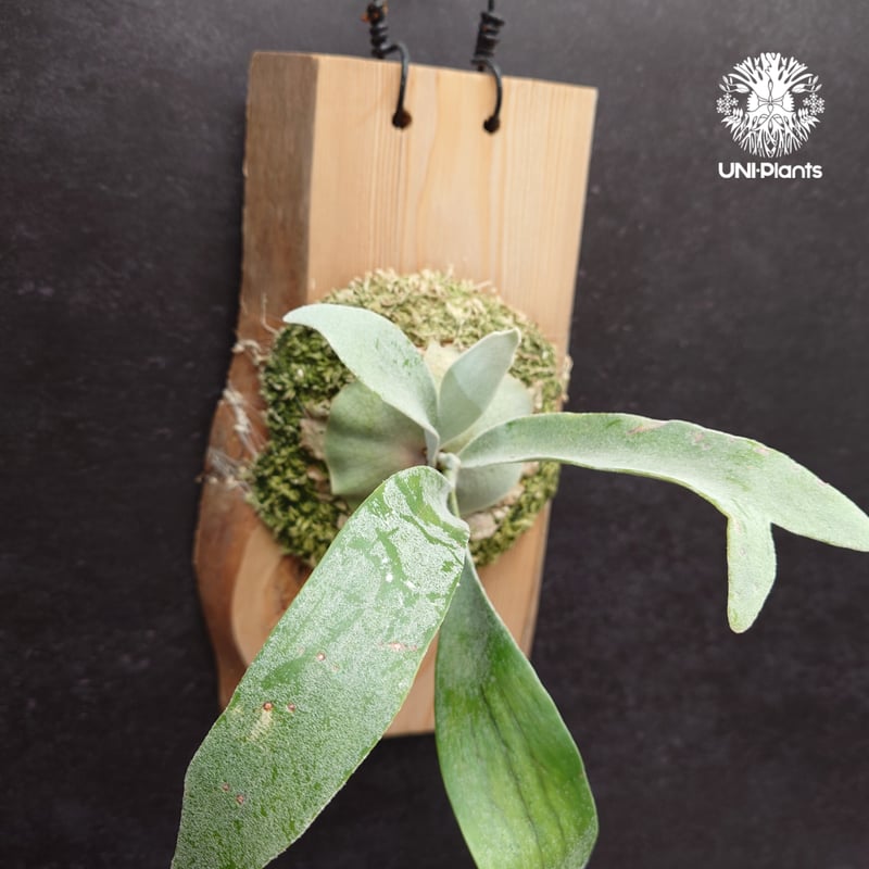 Patycerium veitchii wild ビカクシダ ベイチー ワイルド コウモリラン